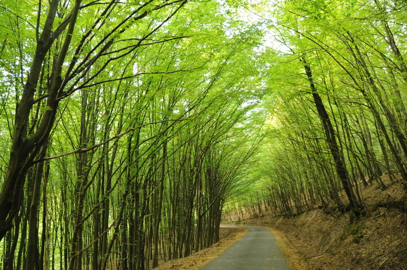 The beautiful road leading to the confluence area