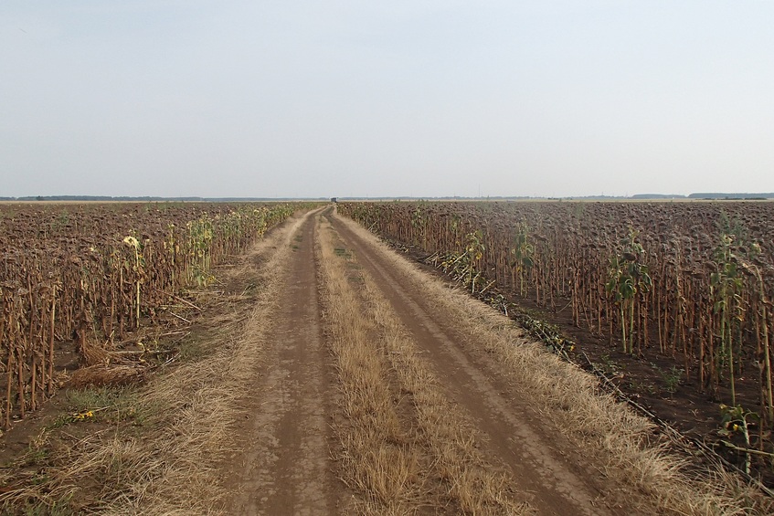 The fields' boundary leads to the confluence / Межа ведет к конфлюенции