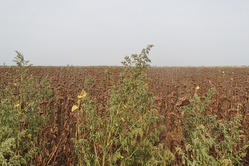 Over there! Beyond the dead sunflowers / Вон там! За мертвыми подсолнухами