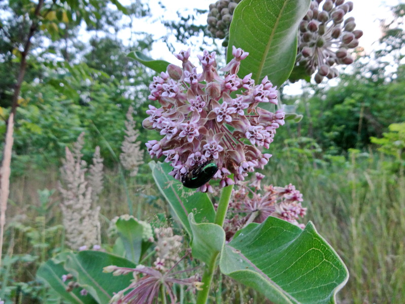 A flower with lilac smell / Цветок с запахом сирени