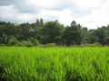 #2: View West in direction to the confluence