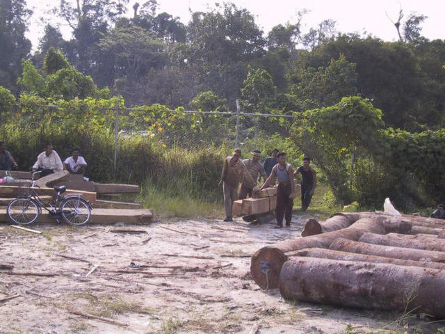 Loggers skidding their product from the jungle.