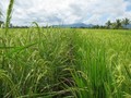 #6: Path through the rice fields