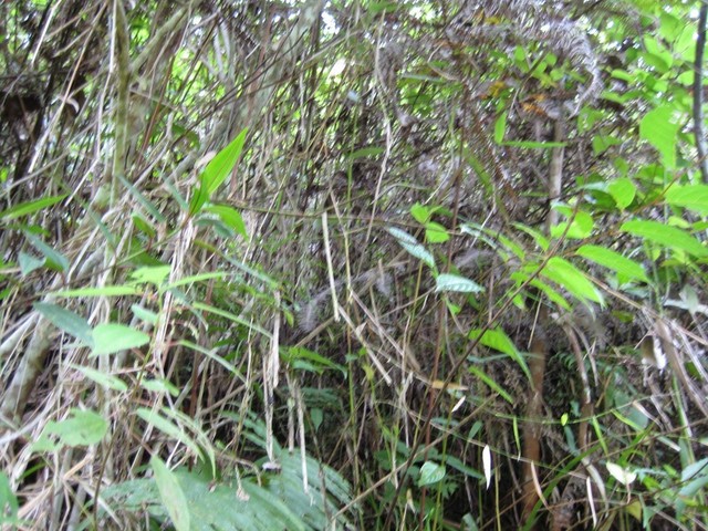 View South in direction to the confluence