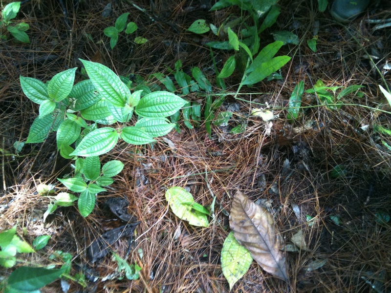 Ground cover at the point