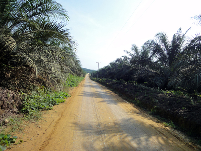 Tolan estate main road