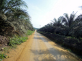 #5: Tolan estate main road