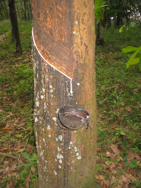 Rubber tree