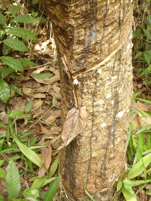 the hevea tree at the confluence - note the smart leave to collect the rub...