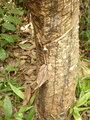 #4: the hevea tree at the confluence - note the smart leave to collect the rub...