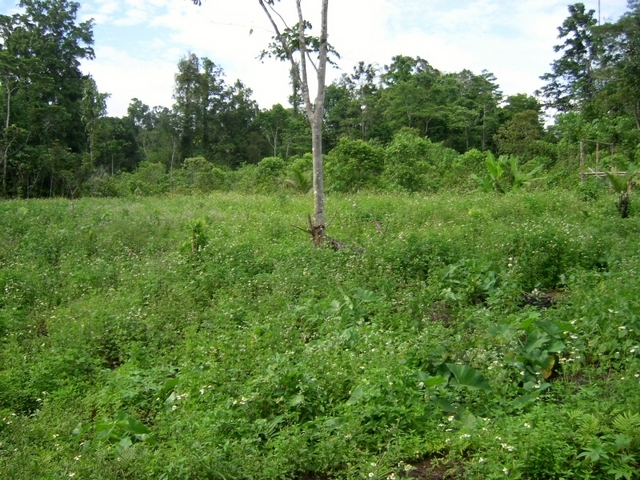 View West towards the Confluence (3 km away)