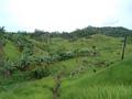 #7: Sugar cane plantation and virgin forest in background