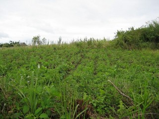 #1: View South towards the confluence