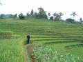 #10: Green rice fields