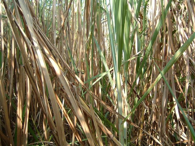 The spot 7 South 109 East in the middle of a sugar cane field