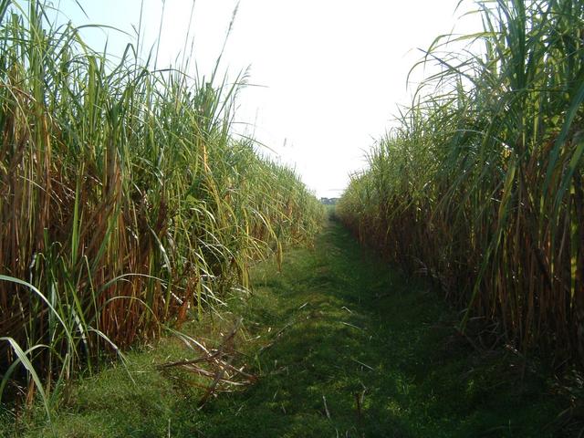 Looking north from spot 40 meters Southeast of CP