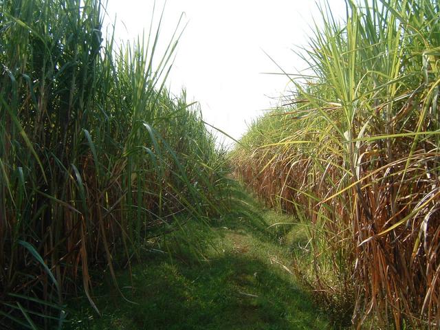 Looking east from spot 40 meters Southeast of CP