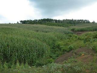 #1: The confluence point is in the cornfield just to the left of the upper dirt area