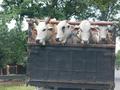 #9: on the road near purwodadi - a bunch of sad cows about to become someones Idul Adha feast