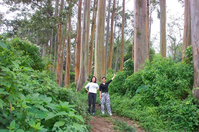 Ladies of the forest