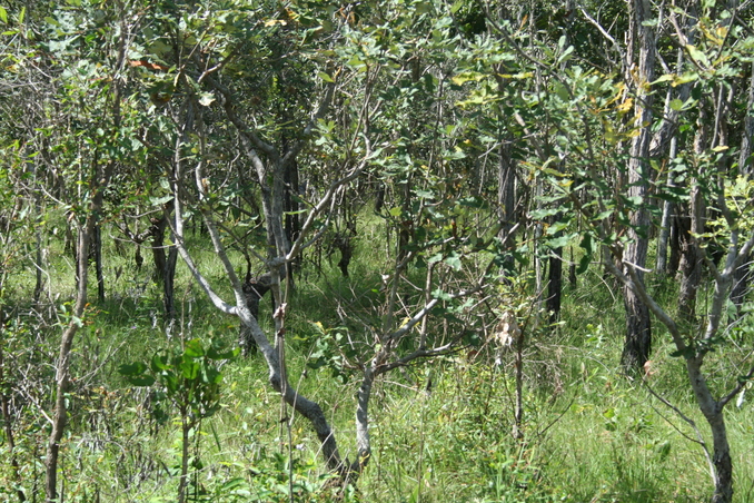 View of the confluence point to the west