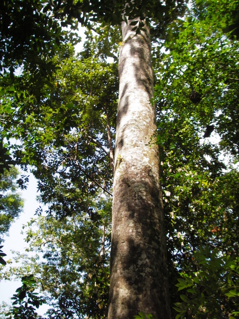 Tree at Confluence Point