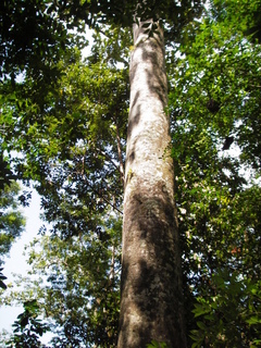 #1: Tree at Confluence Point