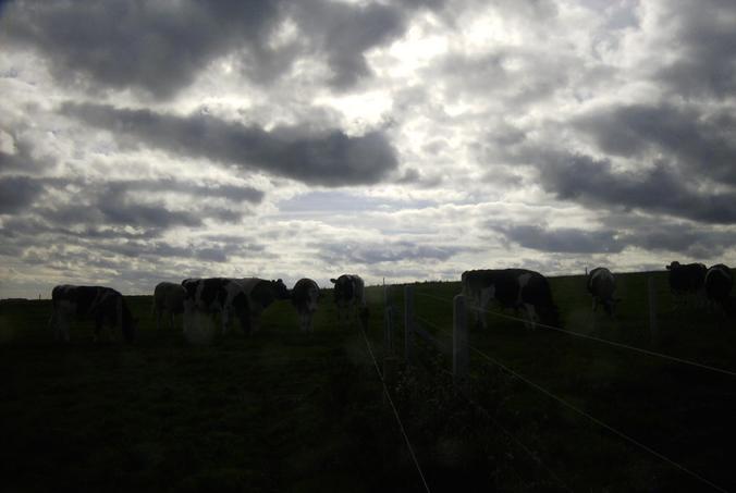 Blick nach Westen mit Kühen- View west with cows
