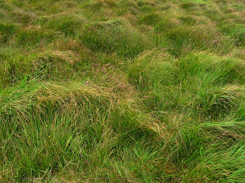 The confluence point - near the top of a steep, grassy hillside