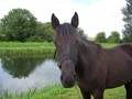 #9: A friendly horse that was grazing next to the canal