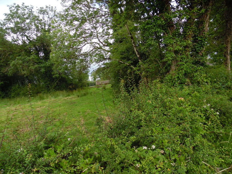 View of the point from 7 metres away over the hedge
