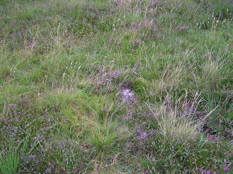 The confluence point, on boggy land