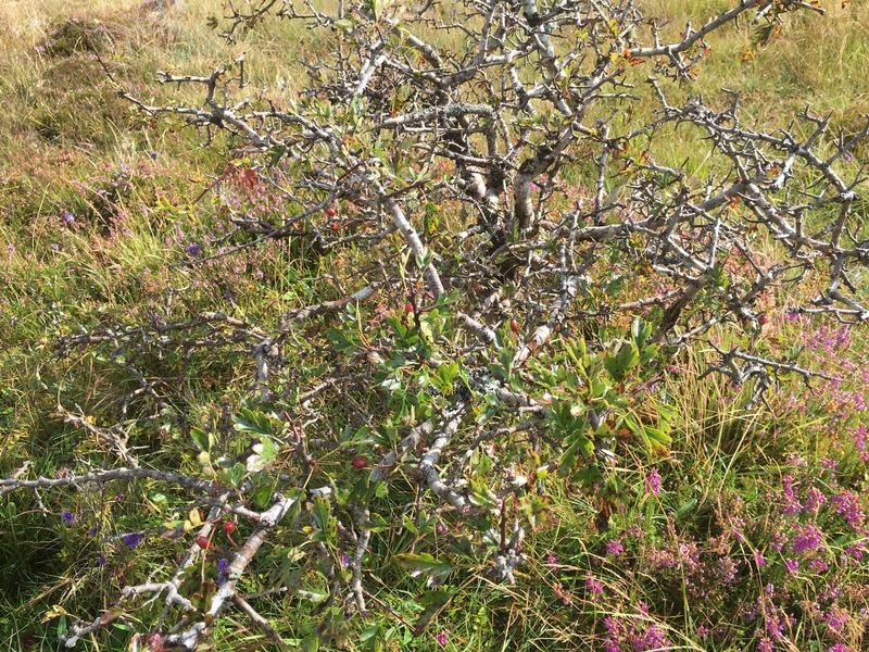 The stunted tree