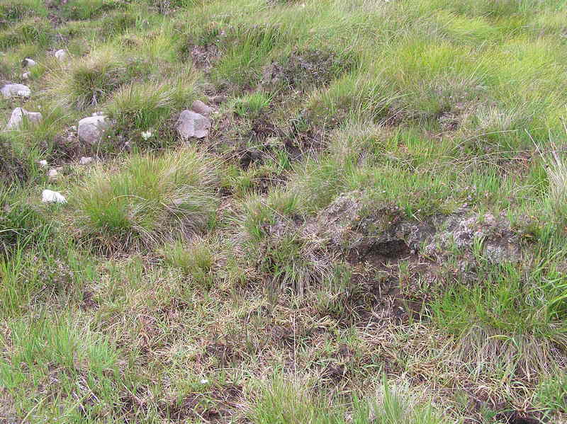 The confluence point lies on a boggy slope