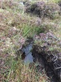 #10: Peaty ground cover