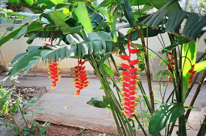 Pretty flowers in Mr. Anantharaman's house