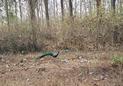 #9: Peacock in Nagarhole National Park