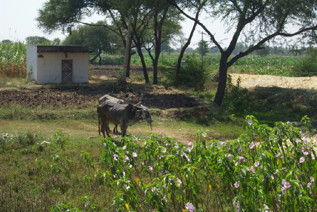 Cows grazing in sugar cane fields