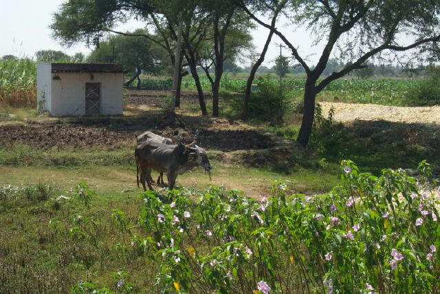 Cows grazing in sugar cane fields