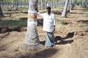 #9: Nanjunda Naik - Caretaker of the coconut plantation