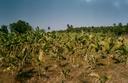 #7: Banana plantation 30 meters from 14N76E