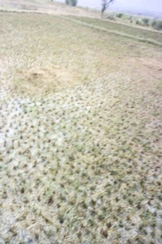 Confluence point in the rice field. looking at East