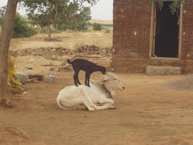 Goat On the Back of Cow