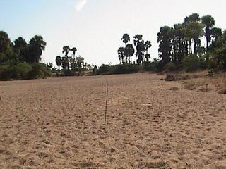 #1: A stick at the confluence point - photo taken from west side of it - East view