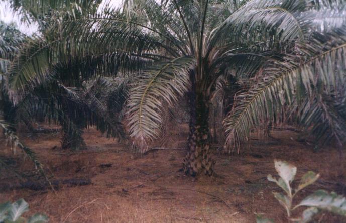 Palm plantation near 17N81E
