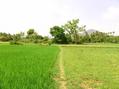#7: CP 18N 83E behind the trees on hilly place