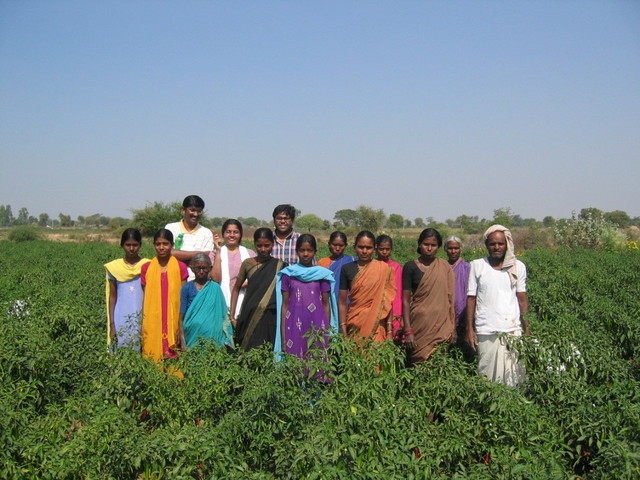 Chili field