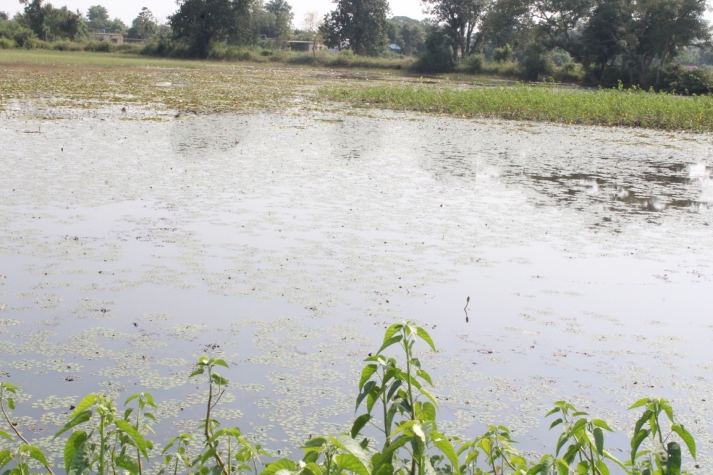 General view of the confluence, the pond