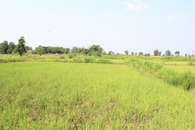 #2: Facing North - Paddy fields