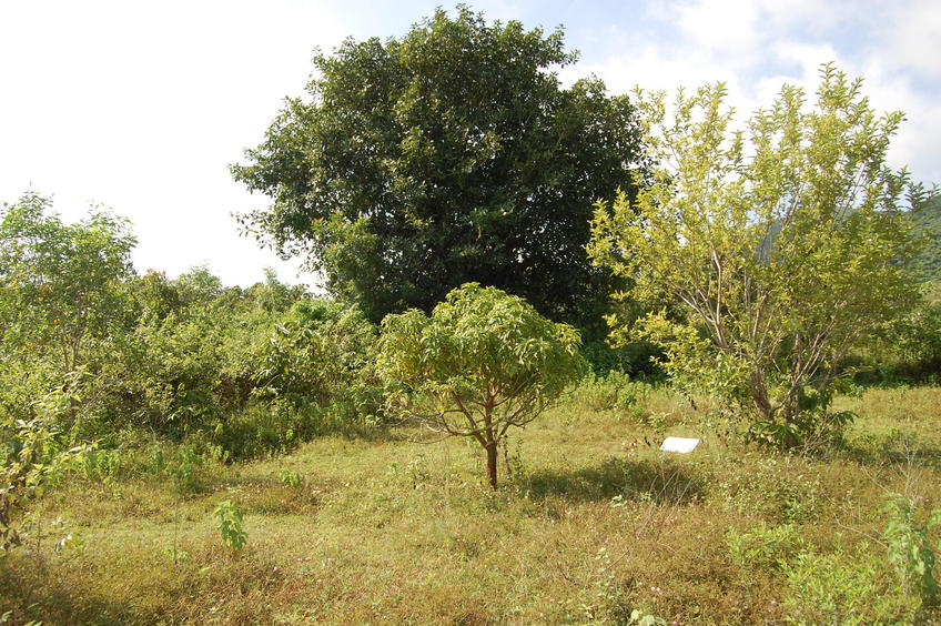 East   view  from  the  Confluence Point